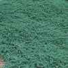 Juniperus h. 'Wiltonii'