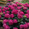 Hydrangea m. Summer Crush®