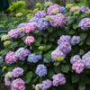 Hydrangea m. Bloomstruck®