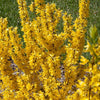 Forsythia Show Off® Sugar Baby®