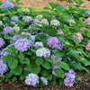 Hydrangea m. Let's Dance Sky View®