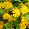 Kerria j. 'Pleniflora'