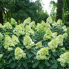 Hydrangea p. Limelight Prime®