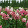 Hydrangea p. Pinky Winky Prime®
