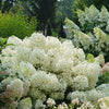 Hydrangea p. Puffer Fish™