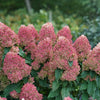 Hydrangea p. Quick Fire Fab®