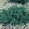 Juniperus v. 'Grey Owl'