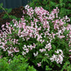 Deutzia Yuki Cherry Blossom®