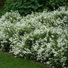 Deutzia g. 'Nikko'