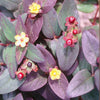 Hypericum a. 'Albury Purple'