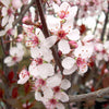 Prunus x cistena