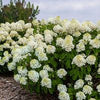 Hydrangea p. Little Hottie®