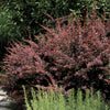 Berberis t. 'Rose Glow'
