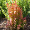 Berberis t. Sunjoy Orange Pillar™