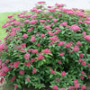 Spiraea j. Double Play® Red