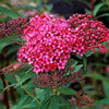 Spiraea j. 'Neon Flash'
