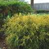 Chamaecyparis p. 'King's Gold'