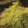 Chamaecyparis p. 'Mops'