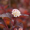 Physocarpus o. Ginger Wine®