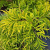 Sambucus r. Lemony Lace®