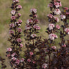 Physocarpus o. Tiny Wine®