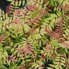 Sorbaria s. Mr. Mustard®