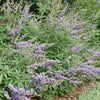 Vitex Rock Steady™