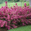Weigela f. Sonic Bloom® Pink
