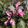 Weigela f. 'Dark Horse'