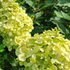 Hydrangea p. Limelight®