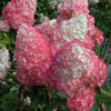 Hydrangea p. Vanilla Strawberry™
