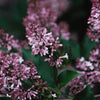 Syringa p. 'Miss Kim'