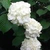 Viburnum p. 'Popcorn'