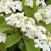 Viburnum p. t. 'Shasta'