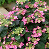 Hydrangea s. Tuff Stuff Top Fun™
