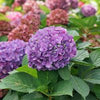 Hydrangea x Let's Dance ¡Arriba!®