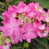 Hydrangea x Let's Dance Can Do!™