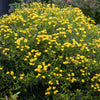 Hypericum Sunny Boulevard®