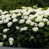 Hydrangea a. 'Annabelle'