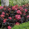 Hydrangea m. Eclipse®