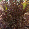 Physocarpus o. Little Devil™