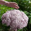 Hydrangea a. Incrediball® Blush