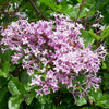Syringa m. 'Palibin'