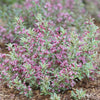 Weigela f. My Monet Purple Effect®