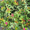 Spiraea Double Play Doozie®