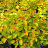 Spiraea j. Double Play® Candy Corn®