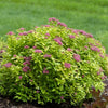 Spiraea j. Double Play® Gold