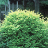 Ligustrum x vicaryi