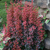 Berberis t. 'Orange Rocket'