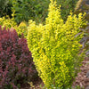 Berberis t. Sunjoy Gold Pillar®